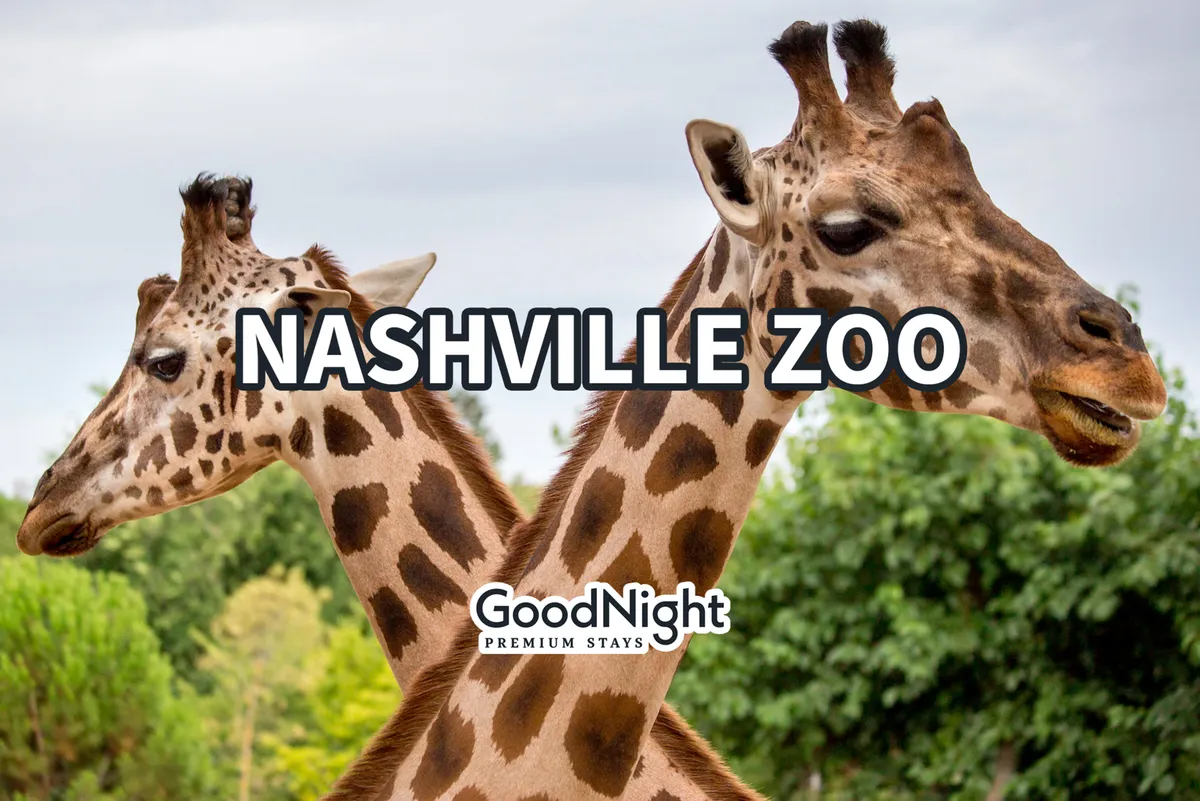 Two giraffes stand in a lush, green enclosure at the Nashville Zoo, surrounded by trees. The photo captures the excitement and curiosity of a zoo visit, especially appealing to families with children.